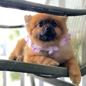 Meet your Posher, Jana